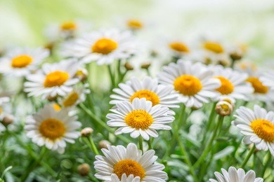 green grass and chamomiles in the nature