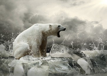 white polar bear hunter on the ice in water drops.