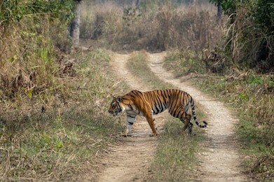a graceful bengal tiger in the chitwan national park in nepal.