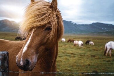 icelandic horse in the field of scenic nature landscape of iceland. the icelandic horse is a breed of horse locally developed in iceland as icelandic law prevents horses from being imported.