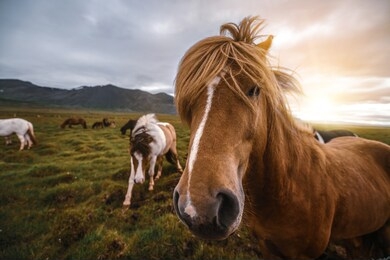 icelandic horse in the field of scenic nature landscape of iceland. the icelandic horse is a breed of horse locally developed in iceland as icelandic law prevents horses from being imported.