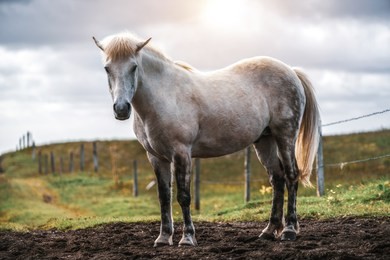 icelandic horse in the field of scenic nature landscape of iceland. the icelandic horse is a breed of horse locally developed in iceland as icelandic law prevents horses from being imported.