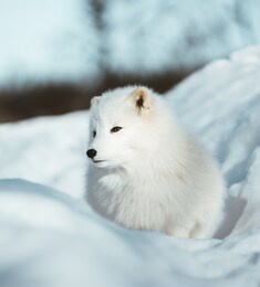 the arctic fox of scandinavia