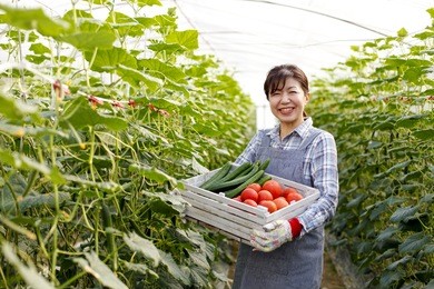 harvest of vegetables in greenhouses