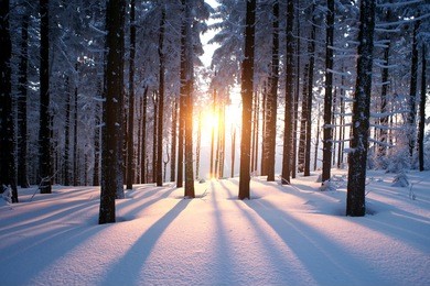 sunset in the wood between the trees strains in winter period