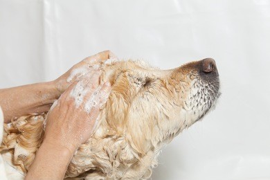 a dog taking a shower with soap and water