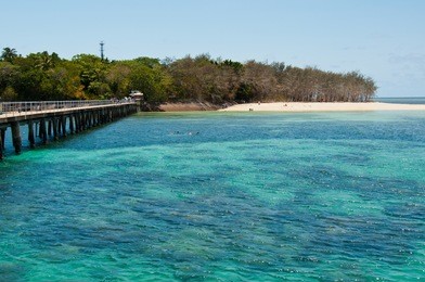 great barrier reef, australia. snorkelers and other visitors tour the reef from green island, near cairns.
