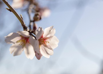 almond flowers in all their splendor, with soft blurs.