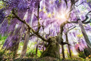 beautiful japanese wisteria in full bloom, ashikaga flower park, tochigi prefecture, japan