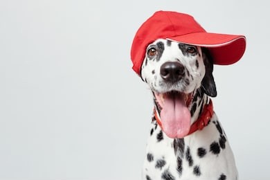 happy dalmatian dog in a red baseball cap and in a red collar isolated on white background. dog with tongue out. copy space