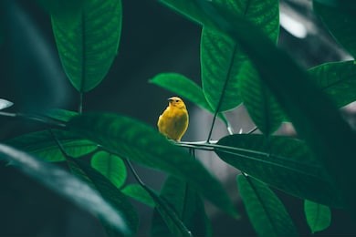 yellow bird in a tree