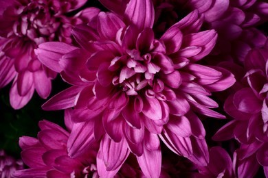 purple flowers of chrysanthemum on black background