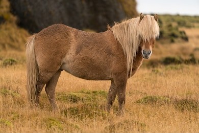 wild horse in iceland