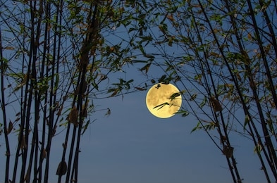 bamboo trees with full moon in the evening