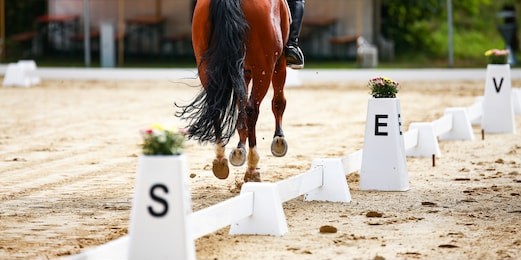horse dressage horse in the dressage quadrangle on the hoof stroke at e, photographed on the hindquarters with sharpness course.
