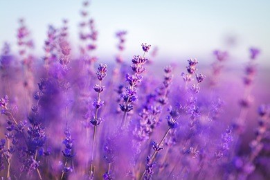 lavender flowers - sunset over a summer purple lavender field . bunch of scented flowers in the lavanda fields of the french provence near valensole