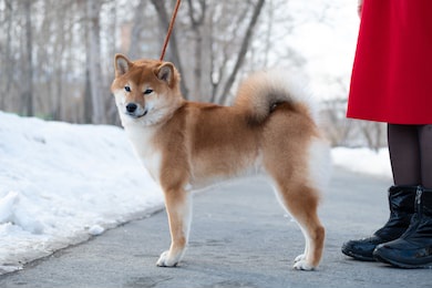 young red sheba inu puppy