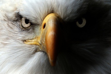 eagle close up portrait