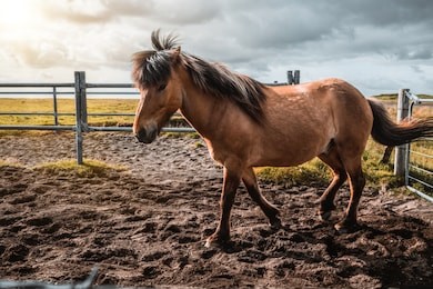 icelandic horse in the field of scenic nature landscape of iceland. the icelandic horse is a breed of horse locally developed in iceland as icelandic law prevents horses from being imported.