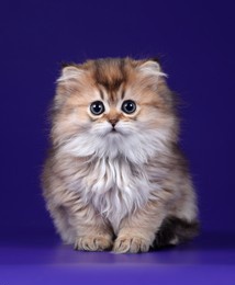 little fluffy kitten on a blue background