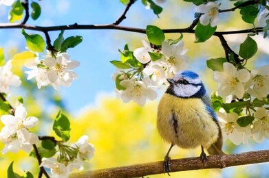 spring natural background with little cute bird tit sitting in may garden on a branch of flowering apple tree with white fragrant buds