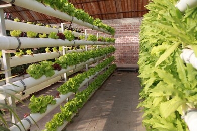  
soilless cultivation facilities agriculture