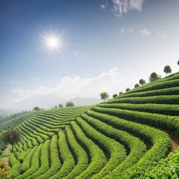 tea plantations