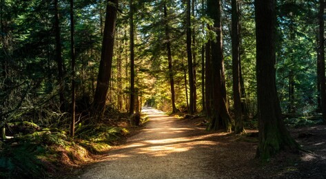 forest in british columbia with moody lights and colors.  a path leads through the warm summer park