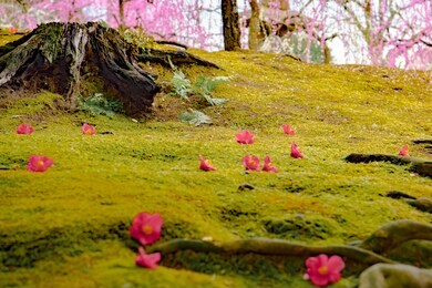 plum blossoms jyonangu kyoto japan