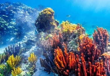 large patch of coral full of color in shallow water while snorkeling