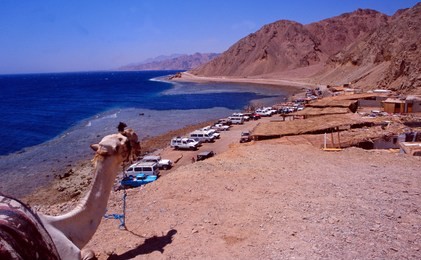 egypt: a camel is overlooking the blue hole diving spot near dahab in the sinai desert at the gulf of akaba