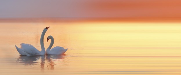 beautiful white swan