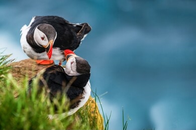 atlantic puffin also know as common puffin is a species of seabird in the auk family. iceland, norway, faroe islands, newfoundland and labrador in canada are known to be large colony of this puffin.