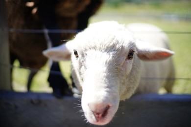 queenstown wildlife in summer