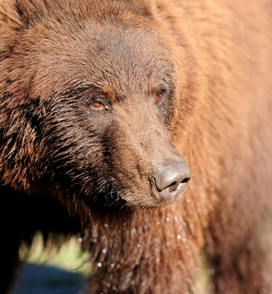 brown bear in a natural habitat