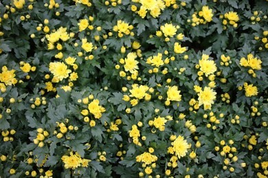 kalanchoe blossfeldiana at spring time with nature
