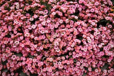 kalanchoe blossfeldiana at spring time with nature