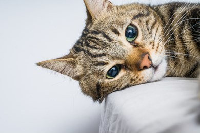 beautiful short hair cat lying on the bed at home