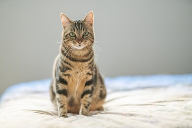 beautiful short hair cat lying on the bed at home