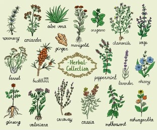 medicine herbs collection, hand drawn graphic doodle illustration