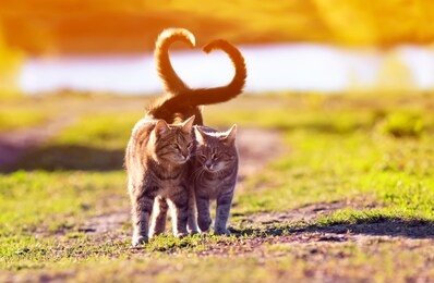 a pair of cute lovers striped cat walking on a sunny path in a warm spring garden twisting their tails in the heart