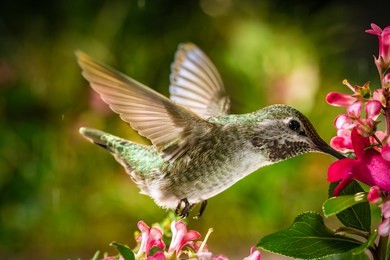 this is a photograph of a hummingbird visits the pink flowers