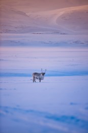 the polar arctic northern light pink sunset sky star in norway travel svalbard in longyearbyen city  mountains travel snowmobile tour