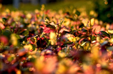 beautiful flower garden 