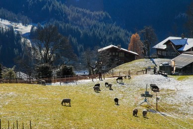 pasture and sheeps in autumn, grindelwald, berner oberland, canton of bern, switzerland