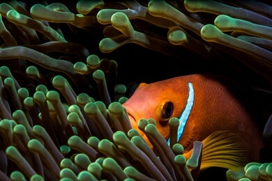 a clownfish hiding in a sea anemone