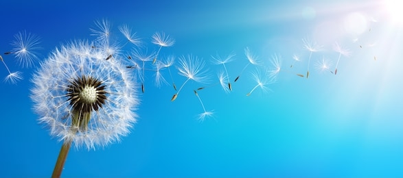 dandelion with seeds blowing away blue sky
