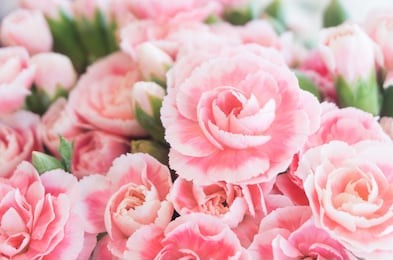 pink carnations spray flowers have white lobe is blooming in bouquet at flower market,celebration,love,valentine day,nature background