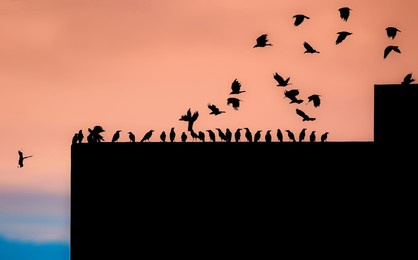 basically i tried to show the interesting parts of birds. how they maintain a line during flying. how they maintain the same rule while they're sitting. how discipline they are!