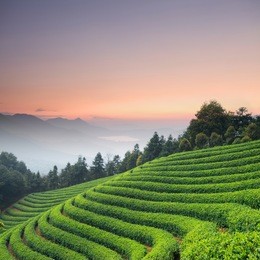 tea plantations
